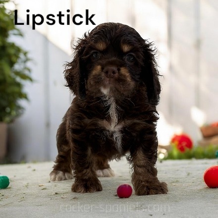 puppy, for, sale, Cocker Spaniel, Joe & Cherri  Overlease, dog, breeder, Miller, MO, dog-breeder, puppy-for-sale, forsale, nearby, find, puppyfind, locator, puppylocator, aca